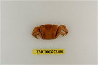 藏品(字纹弓蟹)的圖片